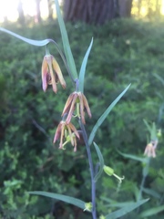 Fritillaria micrantha