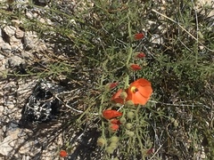 Sphaeralcea leptophylla