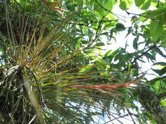 Tillandsia punctulata