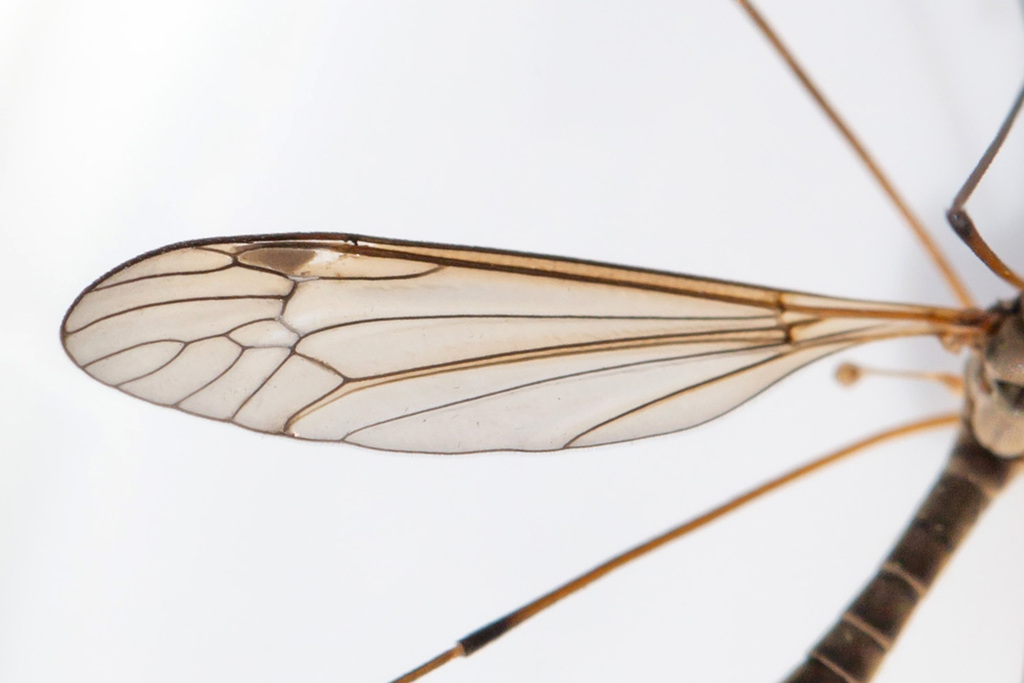 Tipula aprilina