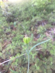 Fritillaria micrantha