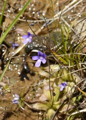 Pinguicula macroceras