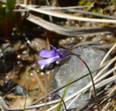 Pinguicula macroceras