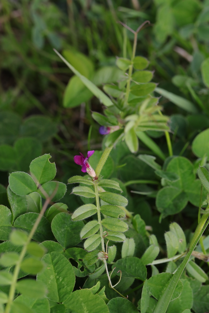 Common Vetch from Liverpool Festival Gardens, Riverside Drive ...