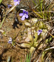 Pinguicula macroceras