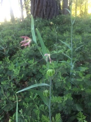 Fritillaria micrantha