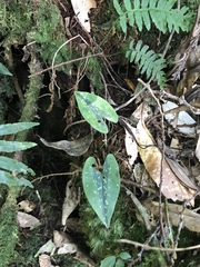 Asarum crassisepalum