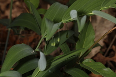 Polygonatum biflorum biflorum