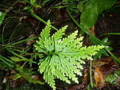 Selaginella whitmeei
