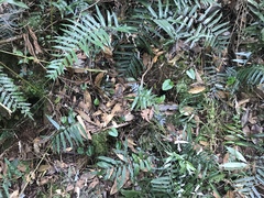 Asarum crassisepalum