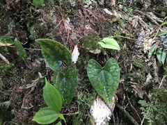 Asarum crassisepalum
