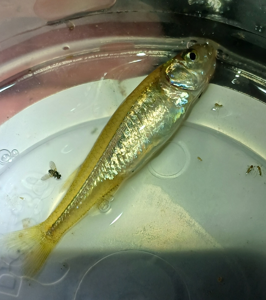 Inland hardyhead (Craterocephalus centralis) — Atherinidae