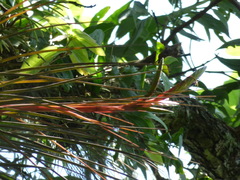 Tillandsia punctulata