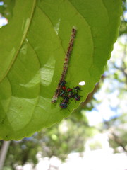 Calliphara excellens