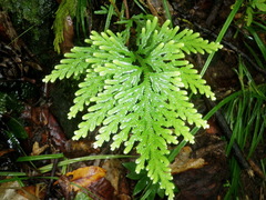 Selaginella whitmeei