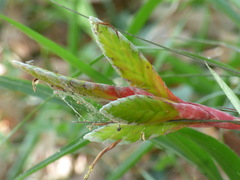 Tillandsia punctulata