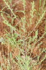 Deinandra