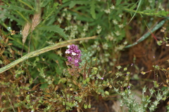 Castilleja densiflora gracilis