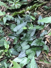 Asarum epigynum