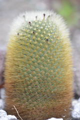 Mammillaria spinosissima spinosissima