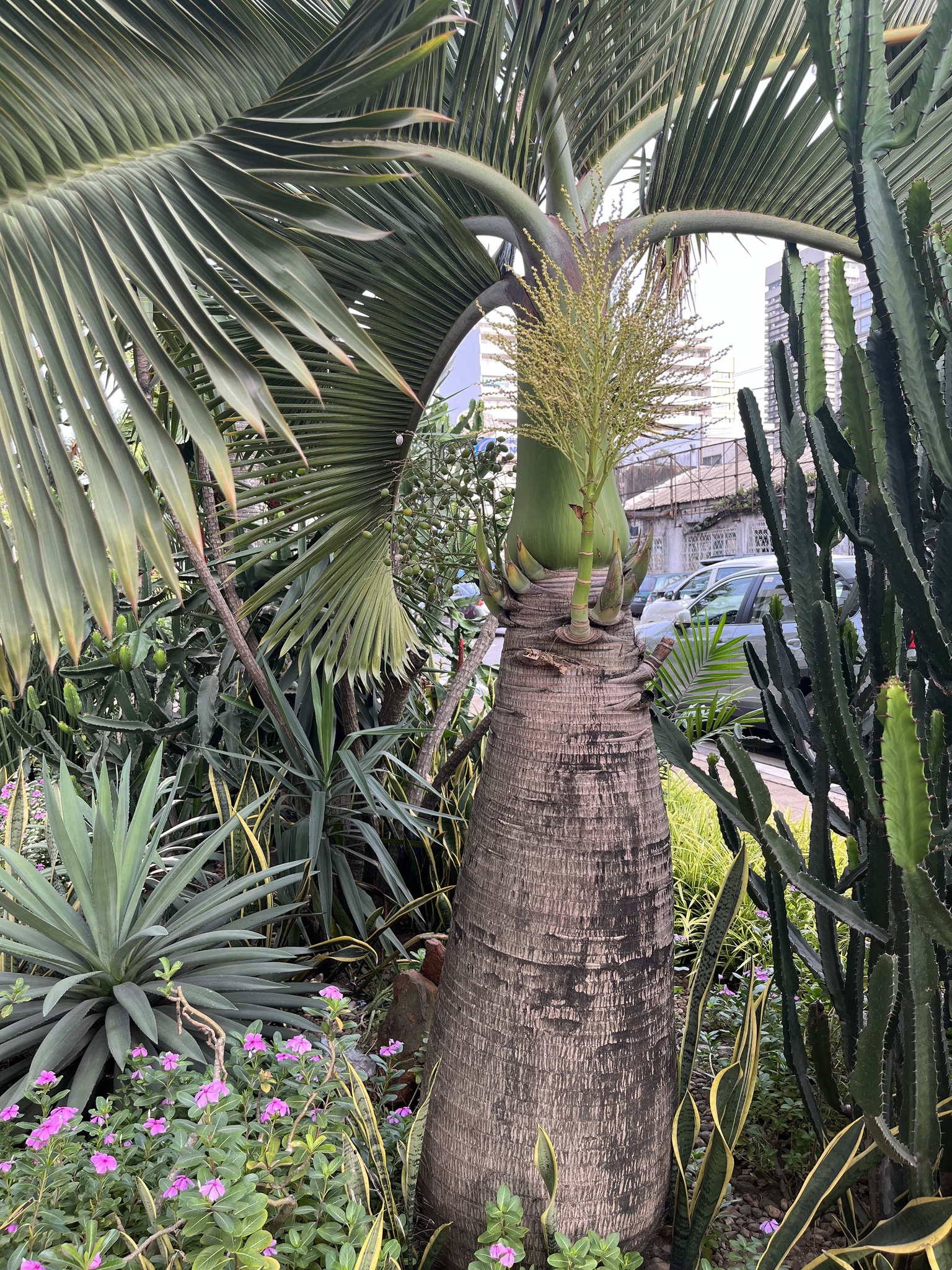 Imagem de Palmeira-garrafa