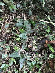 Asarum epigynum