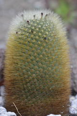 Mammillaria spinosissima spinosissima