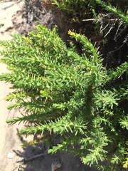 Ericameria ericoides