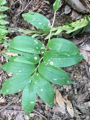 Maianthemum