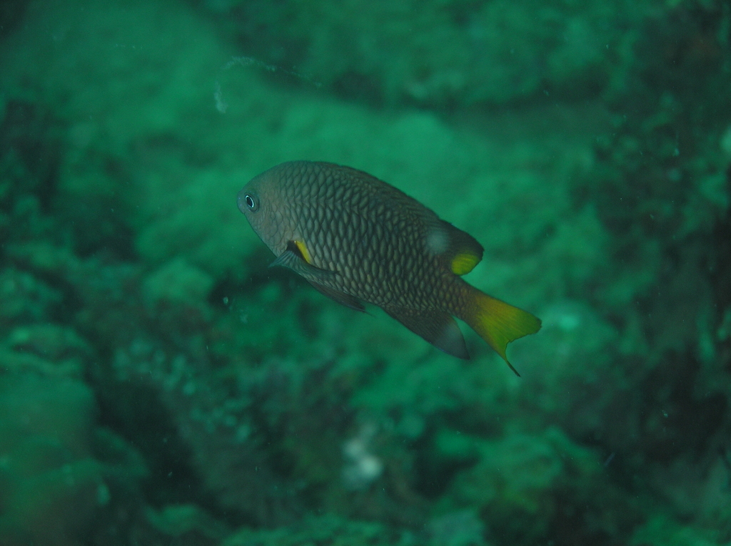 Philippine Damsel