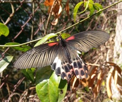 Papilio thaiwanus