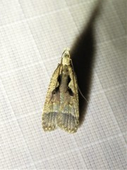 Dichomeris setosella