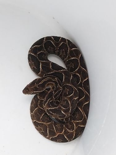 Urutu, Bothrops alternatus