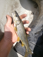 Ptychocheilus oregonensis