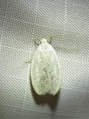 Durrantia piperatella