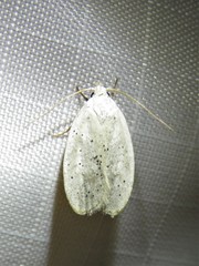 Durrantia piperatella