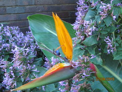 Strelitzia reginae reginae