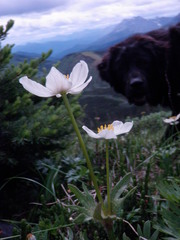 Anemone multifida saxicola