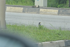 Acridotheres javanicus