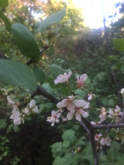 Prunus subcordata