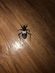 Microtomus purcis