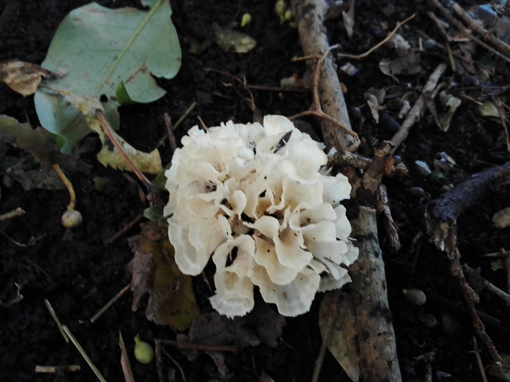 Irpex rosettiformis · April 2024 · photo: © magcl (iNaturalist, cc-by)