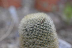 Mammillaria spinosissima pilcayensis