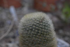 Mammillaria spinosissima pilcayensis
