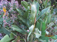 Strelitzia reginae reginae
