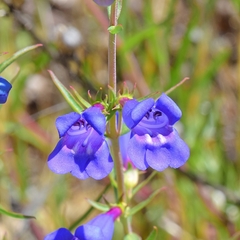 Penstemon heterophyllus