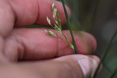 Juncus mexicanus