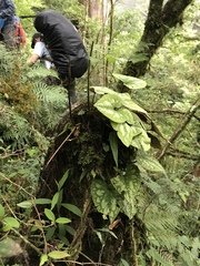 Asarum ampulliflorum