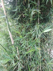 Pseudosasa japonica