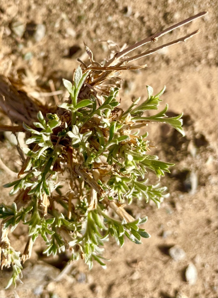Artemisia borealis (Boreal Sage)